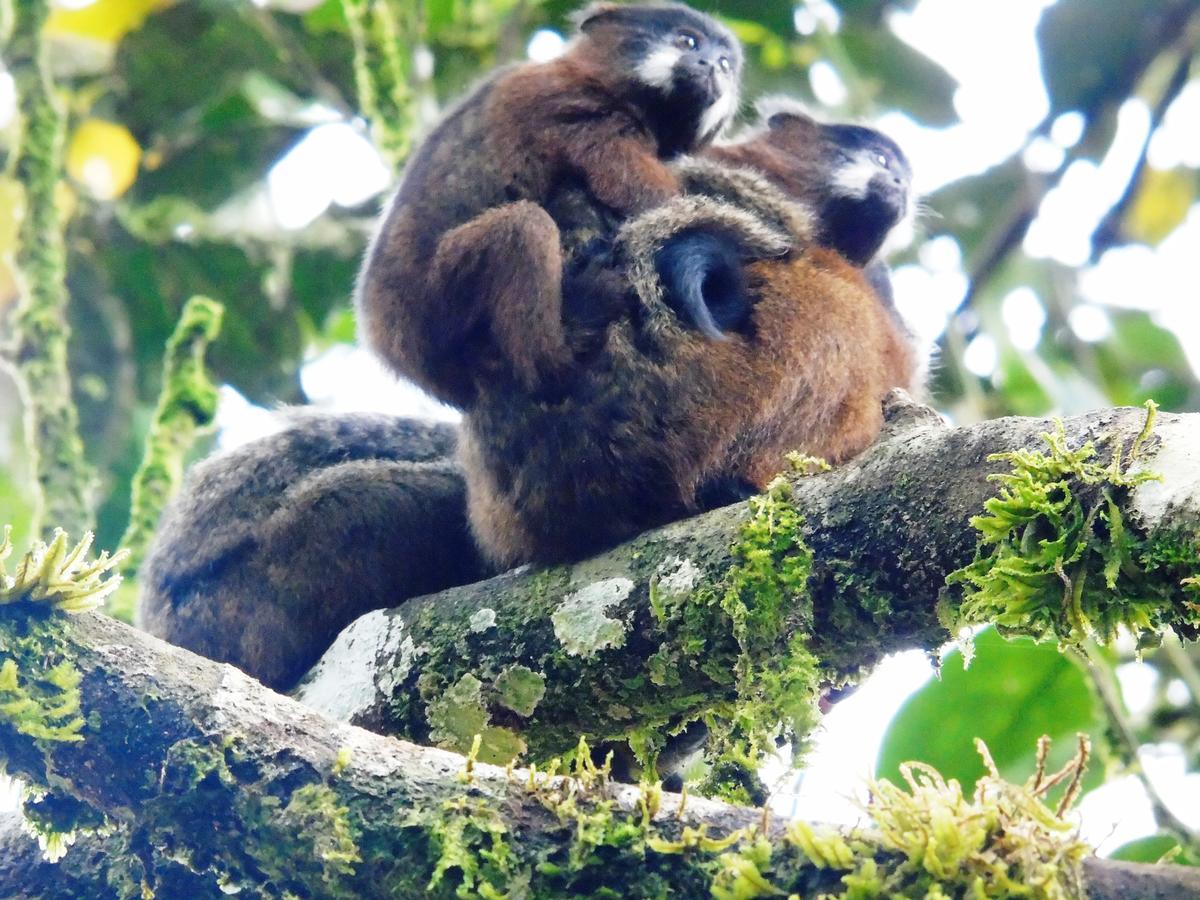 Posada Fin Del Mundo Mocoa Exteriör bild
